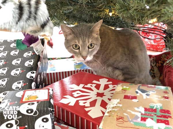 gray tabby cat looks out from under artificial tree
