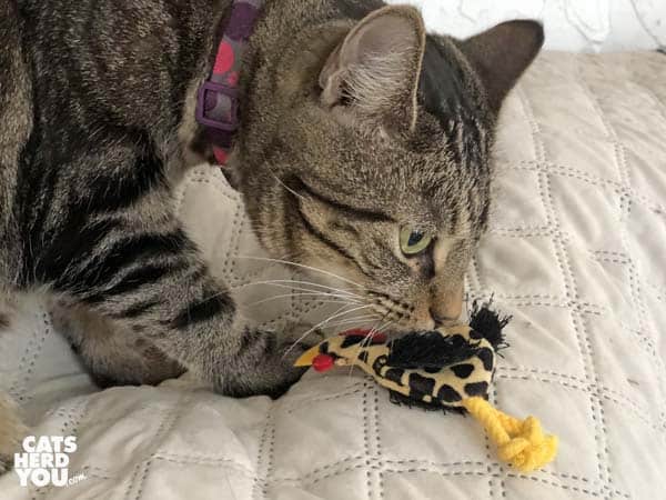 one-eyed brown tabby cat examines toy