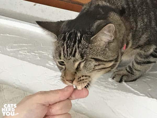 one-eyed brown tabby cat takes treat from fingers