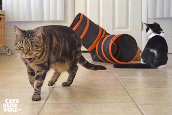 one-eyed brown tabby cat walks away from tuxedo kitten and orange tabby cat playing with tunnel