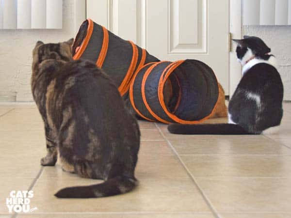 brown tabby cat looks at tuxedo kitten and orange cat playing with tunnel