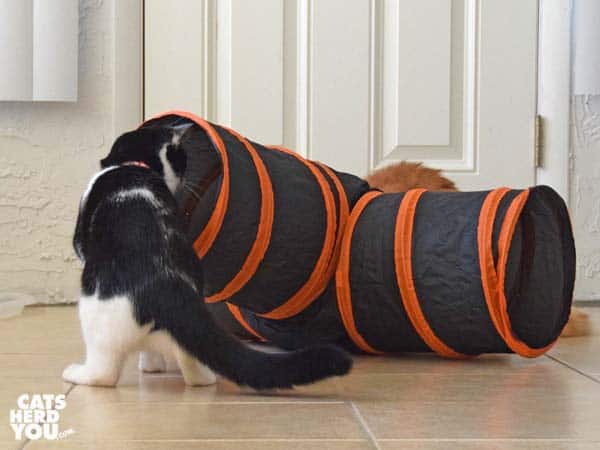 black and white tuxedo kitten looks into elevated end of tunnel