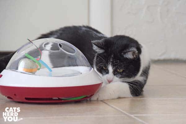 black and white tuxedo kitten plays with ufo toy