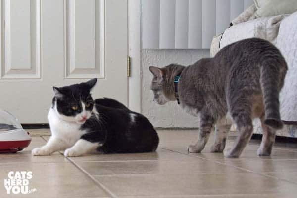black and white tuxedo kitten reacts to gray tabby cat behind her