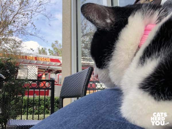 black and white tuxedo cat looks at fire truck