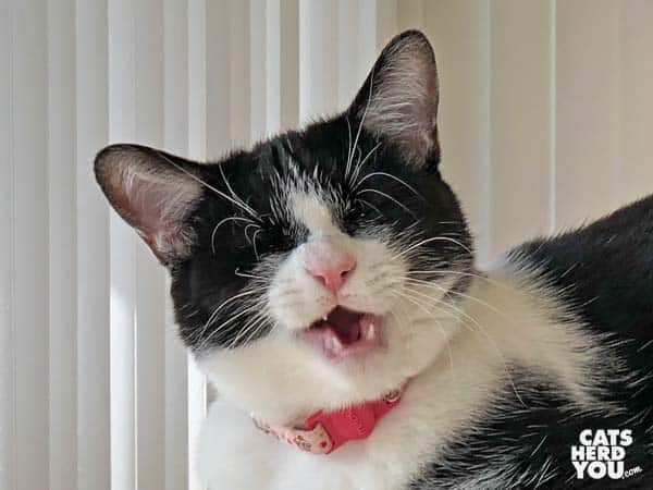 black and white tuxedo kitten makes funny face