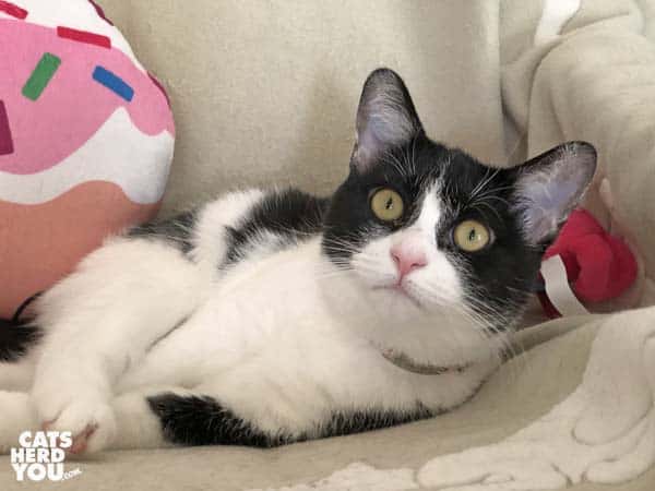 black and white tuxedo cat