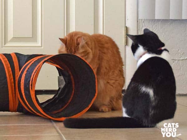 black and white tuxedo kitten looks at orange tabby cat next to tunnel
