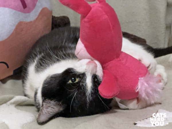 black and white tuxedo kitten plays with pink bunny toy