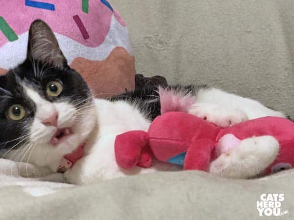 black and white tuxedo kitten plays with pink bunny toy