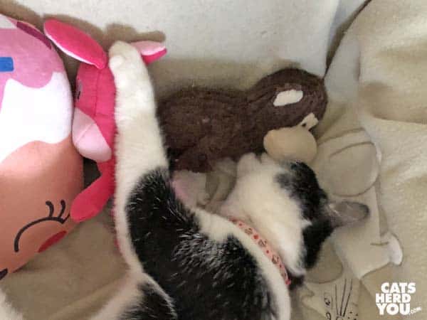 black and white tuxedo kitten plays with monkey toy