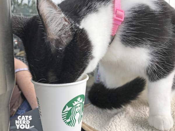 black and white tuxedo cat eats from Starbucks cup