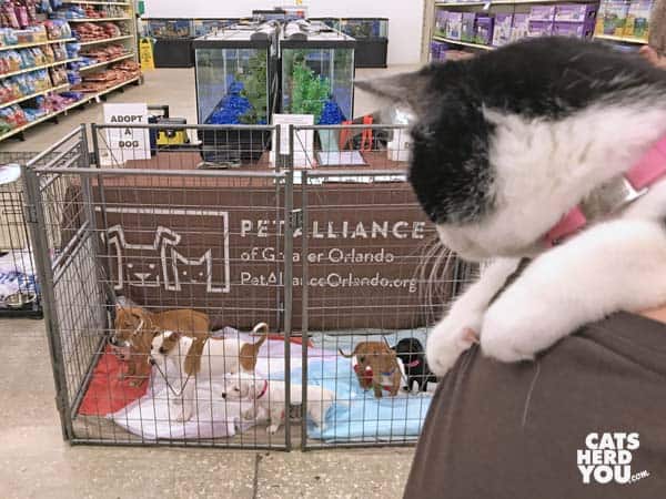 black and white tuxedo kitten looks at adoptable puppies