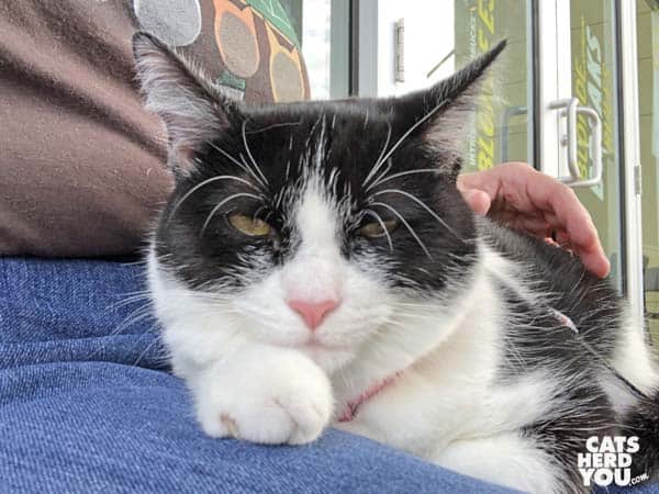 black and white tuxedo cat sits in lap