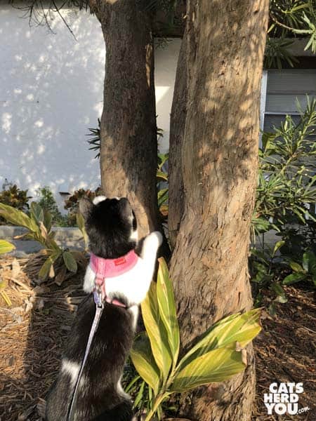black and white tuxedo kitten climbs tree