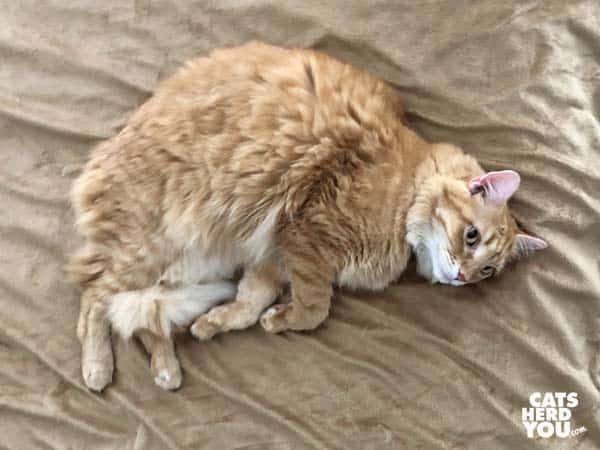 onange tabby cat stretched out on electric blanket
