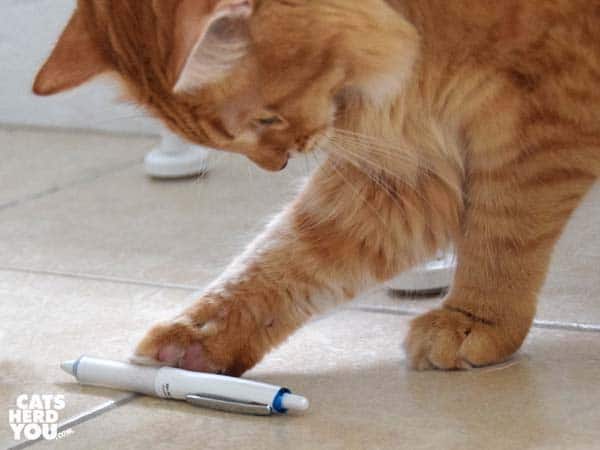 orange tabby cat paws pen