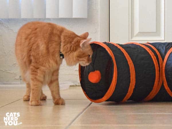 orange tabby cat looks into tunnel