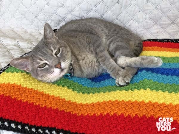 gray tabby cat lays on rainbow afghan