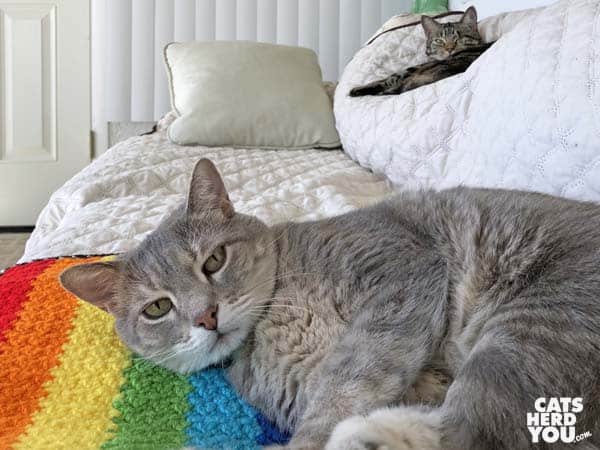 gray tabby cat lays on rainbow afghan while one-eyed brown tabby cat looks on