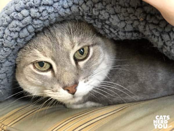 gray tabby cat under blue sherpa