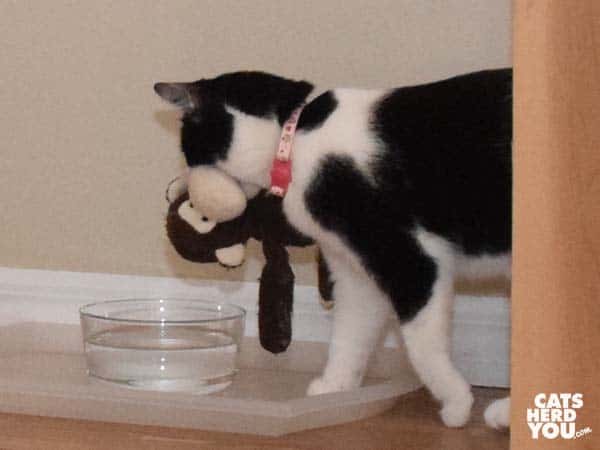 black and white tuxedo cat carries plush monkey toy toward water dish