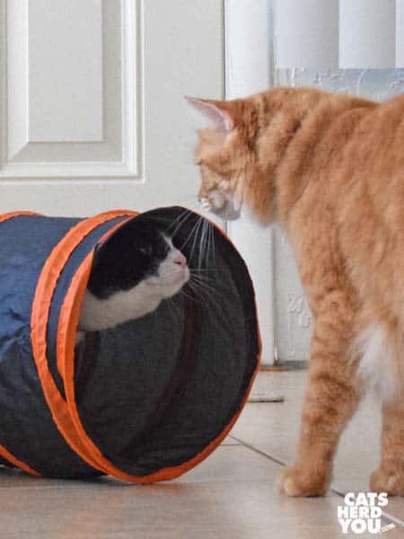 black and white tuxedo kitten looks out of tunnel at orange tabby cat