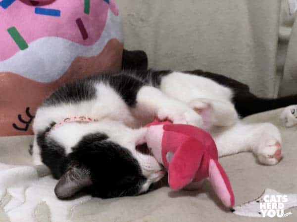 black and white tuxedo kitten plays with pink bunny toy
