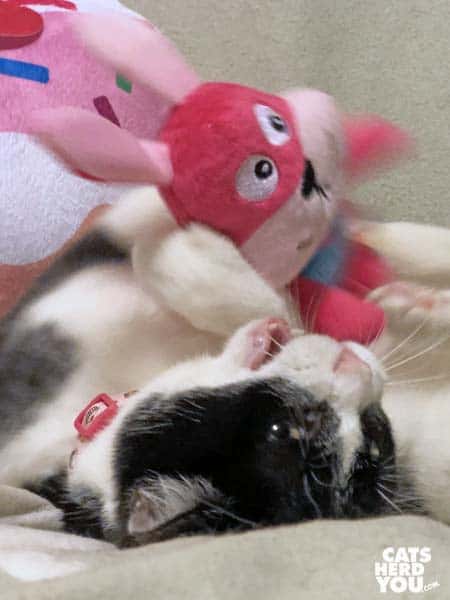 black and white tuxedo kitten plays with pink bunny toy