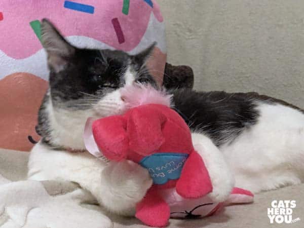 black and white tuxedo kitten plays with pink bunny toy