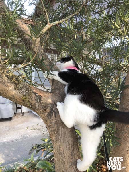 black and white tuxedo kitten climbs tree