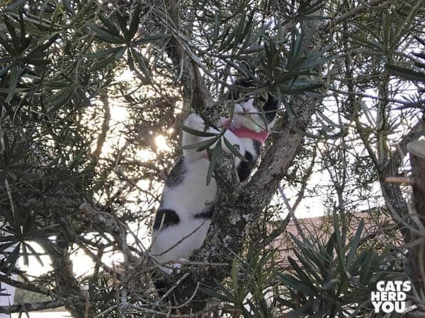 black and white tuxedo kitten climbs tree