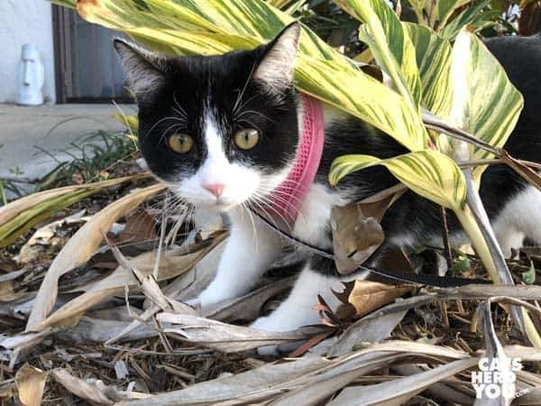 black and white tuxedo kitten peers around plants