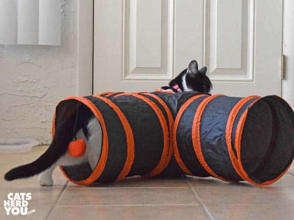 black and white tuxedo kitten walks through play tunnel