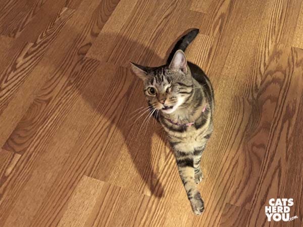 one-eyed brown tabby cat waves paw