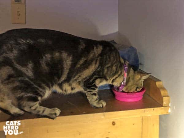 one-eyed brown tabby cat eats from bowl