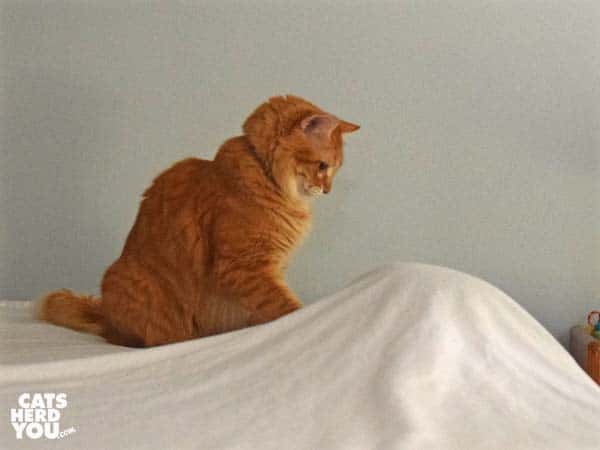 orange medium-hair tabby cat plays with object under sheets