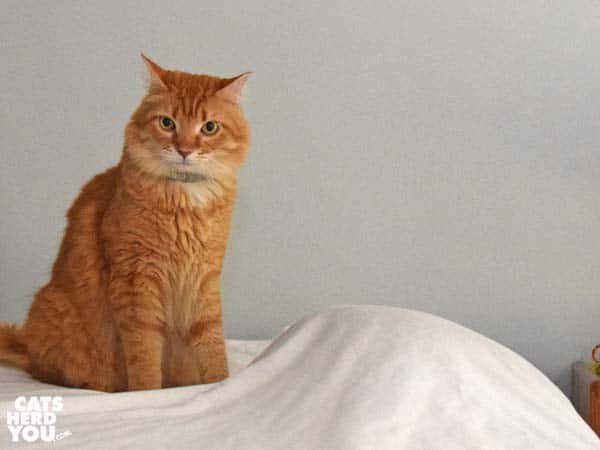 orange medium-hair tabby cat looks at object under sheets