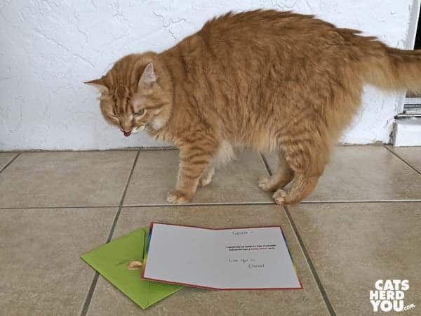 orange tabby cat with greeting card