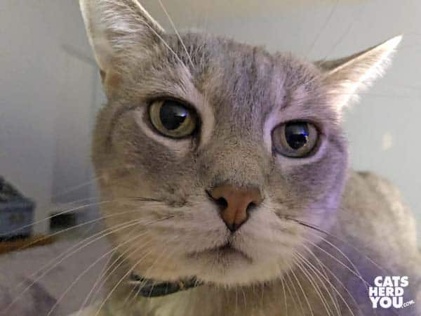 gray tabby cat extreme closeup