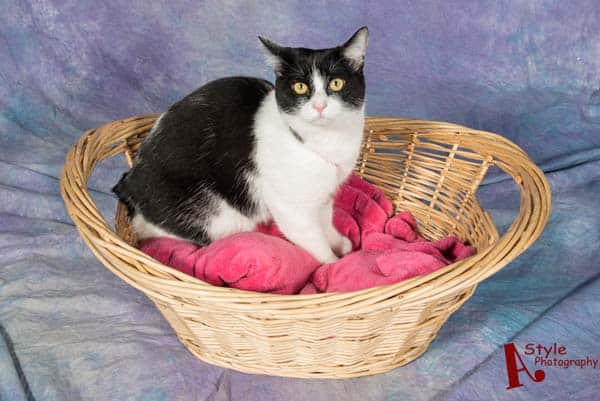 black and white tuxedo cat looks wary