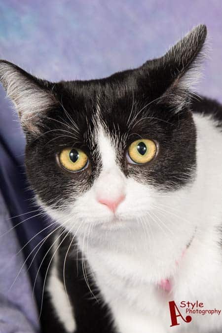 black and white tuxedo cat looks wary