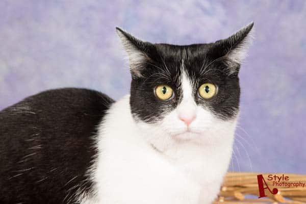 black and white tuxedo cat looks unhappy
