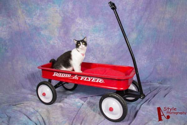 black and white tuxedo cat sits in red wagon