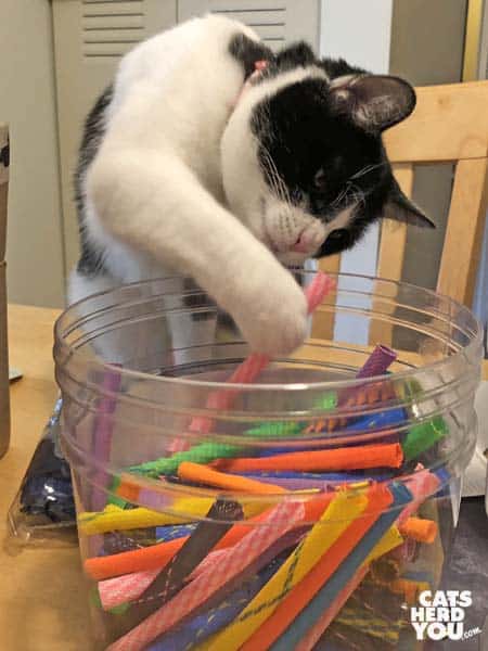 black and white tuxedo cat reaches into container of brightly colored toys