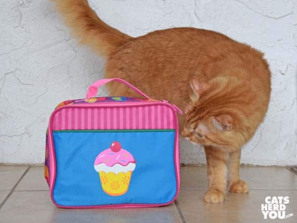 orange tabby cat looks at cupcake lunchbox