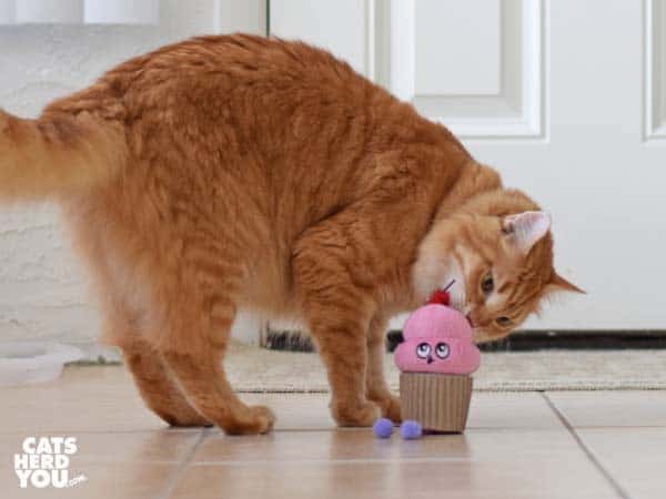 orange tabby cat plays with cupcake toy