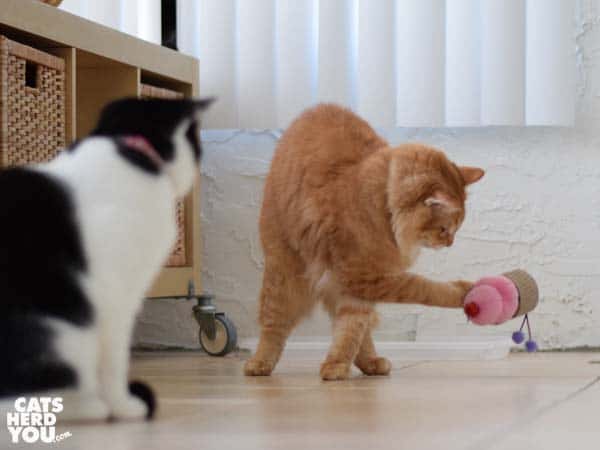 orange tabby cat plays with cupcake toy as black and white tuxedo cat looks on