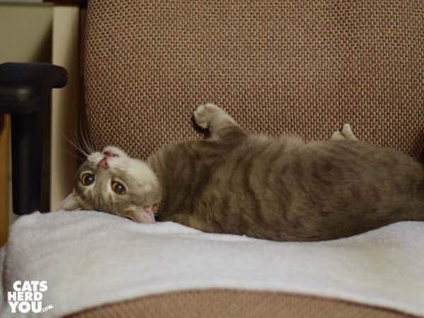 gray tabby cat lays on back in chair