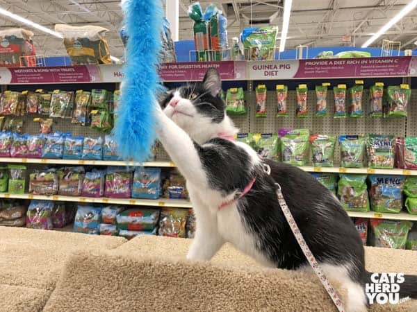 black and white tuxedo cat swats blue feather toy
